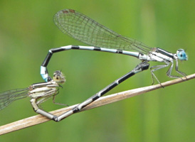 Seepage Dancer